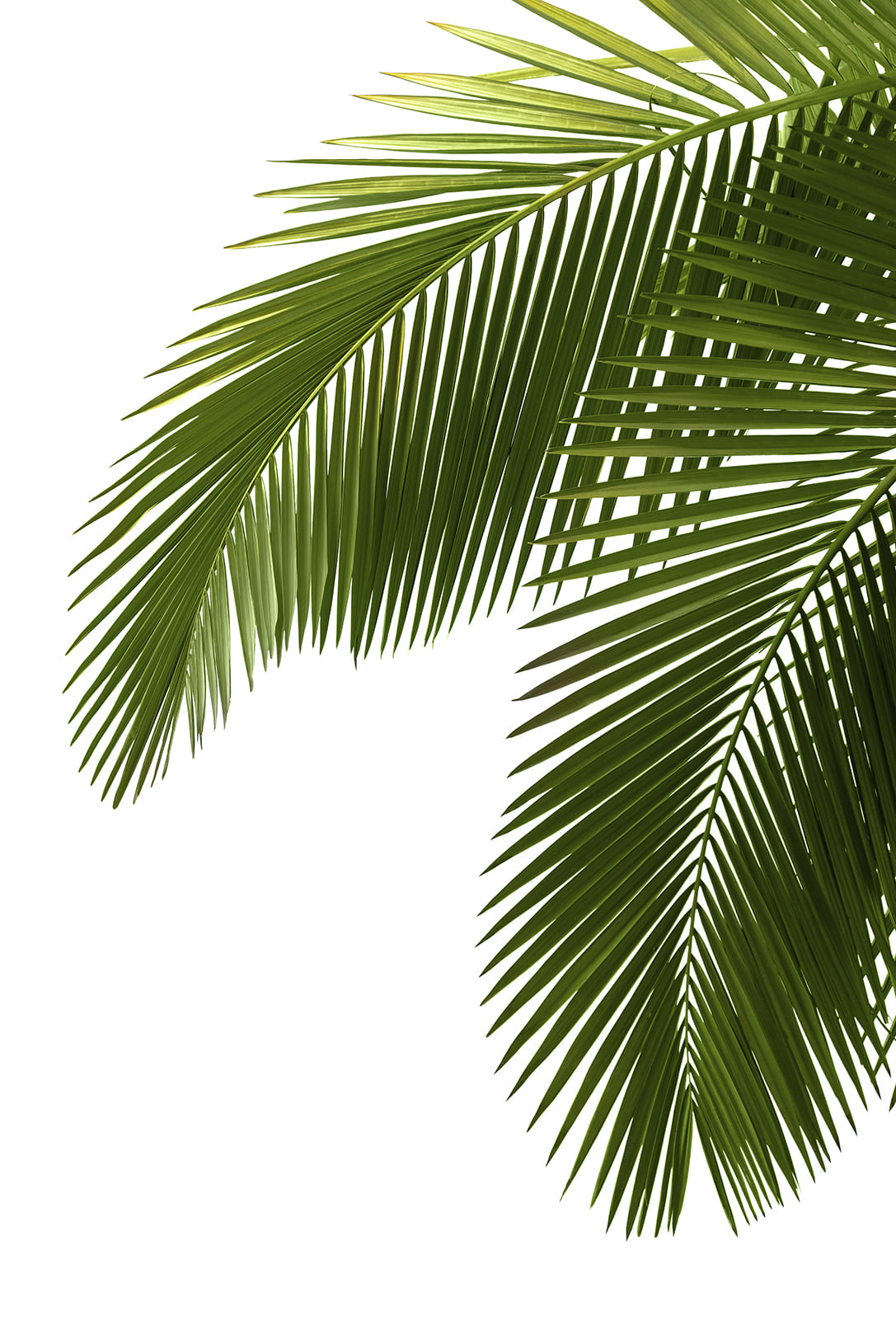 Картина Floristic Palm Leaves 760x1160 (стекло/АКП)