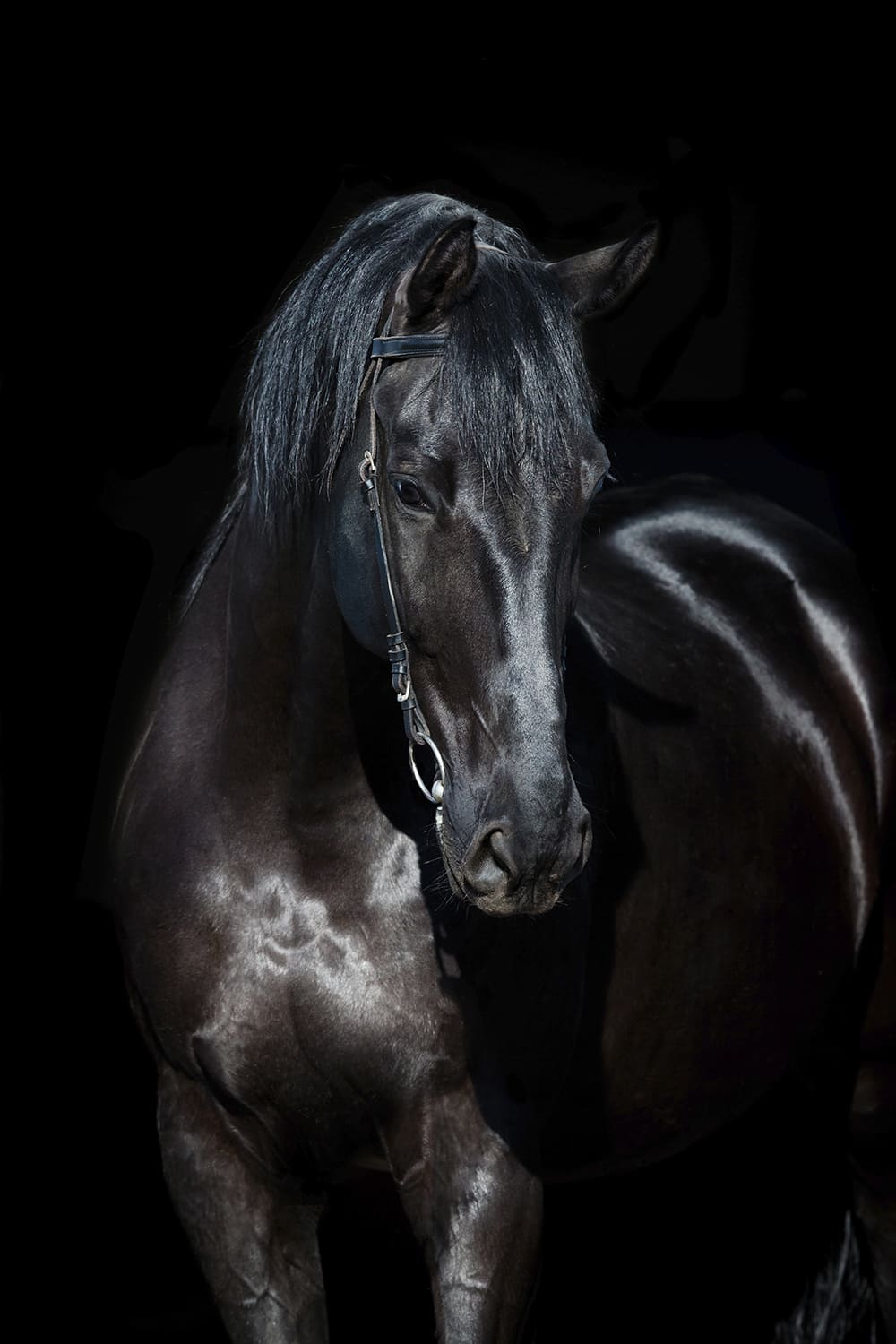 Картина Animal Planet Friesian 760x1160 (стекло/АКП)